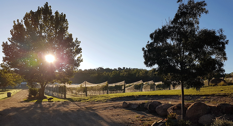 Hidden Creek Vineyard